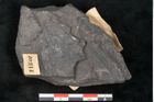 Foto (Detailansicht) von Thinnfeldia australis Ettingshausen (NHMW-GEO-2024-0188-10314)